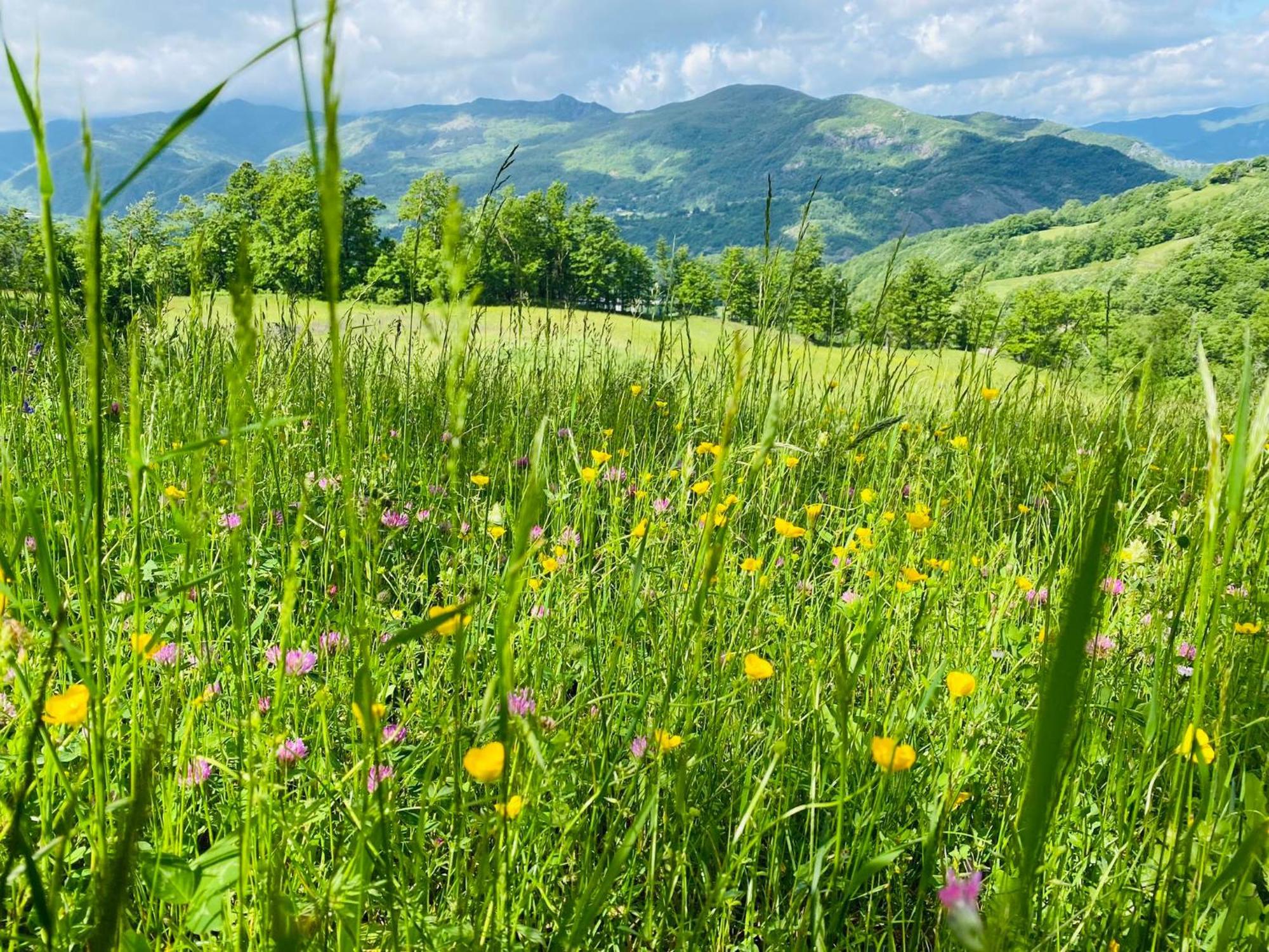 La Lupa E L'Orso Bed & Breakfast Berceto Luaran gambar